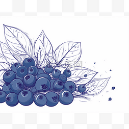 手绘带叶子的尖头笔中的蓝莓