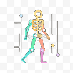 以不同颜色显示人体骨骼的图像 