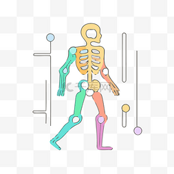 肌肉矢量图片_以不同颜色显示人体骨骼的图像 