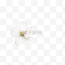 白色羽毛叶子图片_水彩 白色 花卉