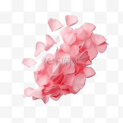 粉色玫瑰花落下图片_玫瑰花瓣从右侧分离落下情人节快
