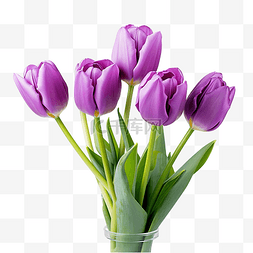 紫色的郁金香图片_紫色的春天郁金香
