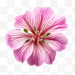 天竺葵 palustre 花