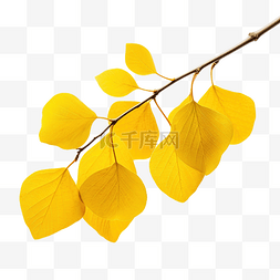 黄叶植物图片_树枝上的黄叶