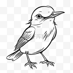 白色线条羽毛图片_知更鸟的鸟着色页轮廓素描 向量