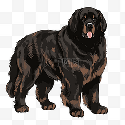 棕色的大狗图片_纽芬兰狗剪贴画黑色和棕色的大狗