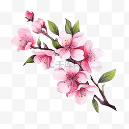 粉红色花朵的分支与叶子水彩风格