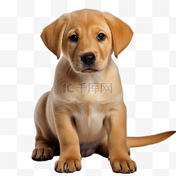 褐色的猎犬图片_小狗拉布拉多猎犬可爱的狗动物