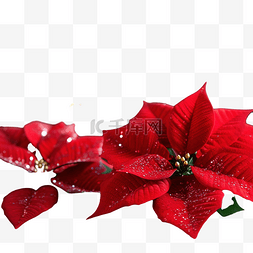圣诞花环红色图片_木桌上的圣诞神秘红色一品红宏，