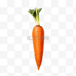 橙色胡萝卜这是一种蔬菜
