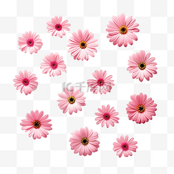 粉色植物水彩图片_粉红色的花朵简单