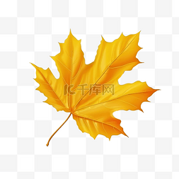 秋天的叶子图片_黄叶在写实风格秋叶彩色png插图隔