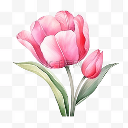 水彩春天花园粉红色郁金香