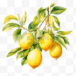 柠檬水果的水彩分支