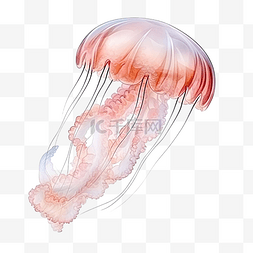海洋动物美丽的水母