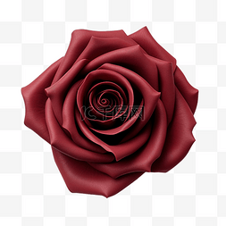 深红色玫瑰顶视图