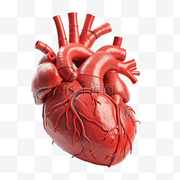 血管生理图片_人类心脏的解剖学