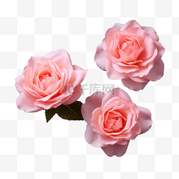 粉红玫瑰花为爱情婚礼和情人节而