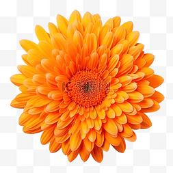 美丽明亮的橙色菊花雏菊顶视图照