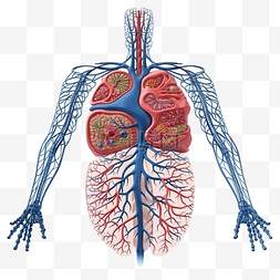 医疗人体心肺图片_人体器官系统