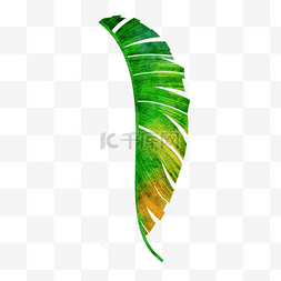 热带植物叶子边框图片_植物棕榈叶绿色