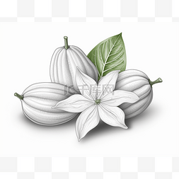 白花线条图片_分离出绿叶白花的白可可豆