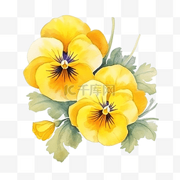 装饰元素的黄色三色堇花水彩风格