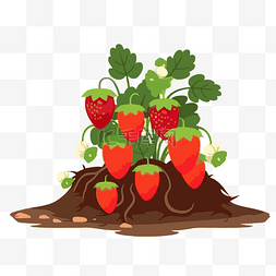 草莓植物剪贴画草莓植物和地面有