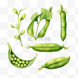水彩绿豆蔬菜剪贴画