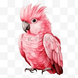 澳大利亚花图片_水彩粉色凤头鹦鹉鸟图