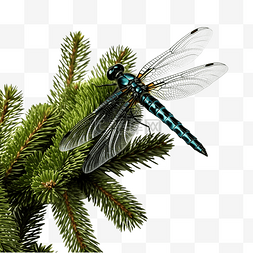 天空树枝图片_一只蜻蜓坐在圣诞树的绿色树枝上