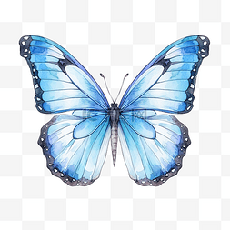翅膀受伤的鸟图片_水彩画的明亮的蝴蝶与蓝色翅膀形