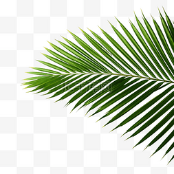 叶子棕榈图片_夏季椰子棕榈树叶角装饰