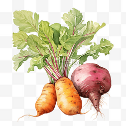 有蔬菜的插图背景图片_马铃薯根蔬菜水彩插图
