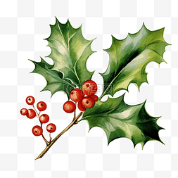 水彩畫框邊图片_冬青树水彩插画圣诞装饰元素的植