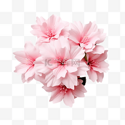 粉紅色的花朵裝飾