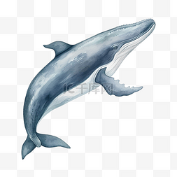 鲸鱼水彩海洋动物剪贴画