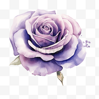 透明水花瓣图片素材_紫罗兰玫瑰 水彩紫玫瑰