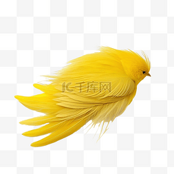 黄色羽毛的鸟