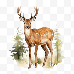 森林鹿的水彩插图