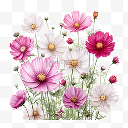 粉色草地背景图片_花园里盛开的美丽波斯菊花