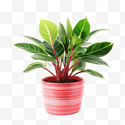 种植西红柿图图片_红绿叶盆栽