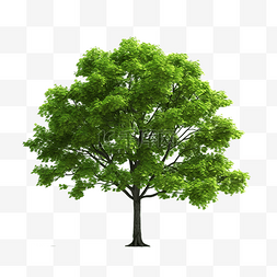 孤立的绿色天然树