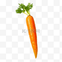 橙色胡萝卜这是一种蔬菜