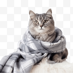 温暖舒适图片_冬天，猫戴着围巾，躺在家里的毯