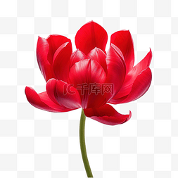 简单的郁金香，红色的花瓣
