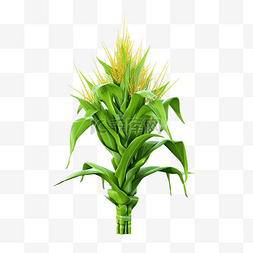绿草田上玉米的 3D 渲染图像