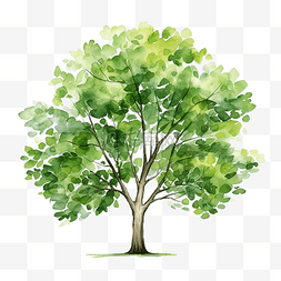 生态友好的绿树和树叶水彩画