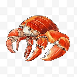 贝壳带珍珠图片_寄居蟹海洋动物插画