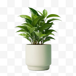 盆栽绿色高圆屋植物